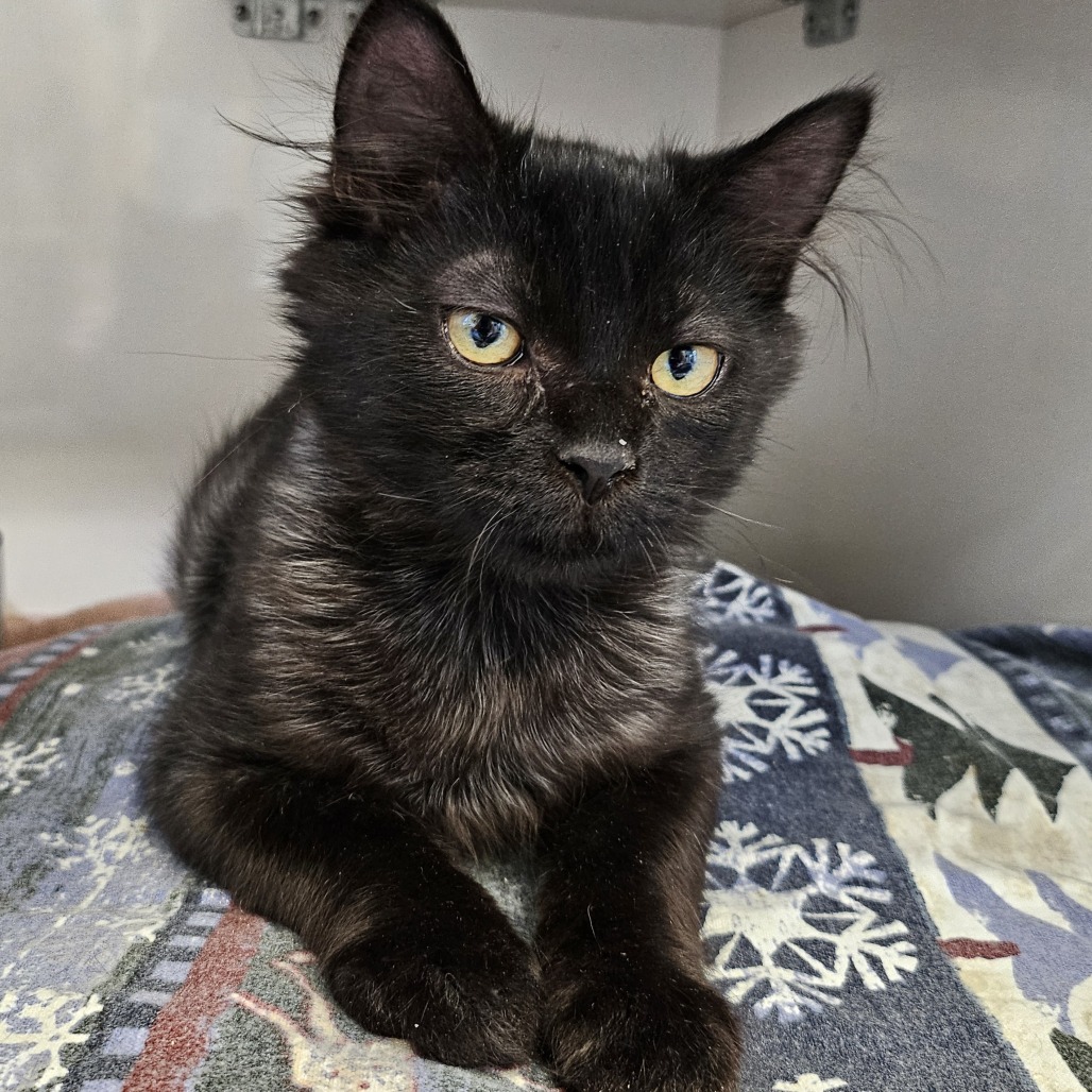 Astro - Domestic Medium Hair