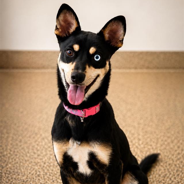 Australian Kelpie