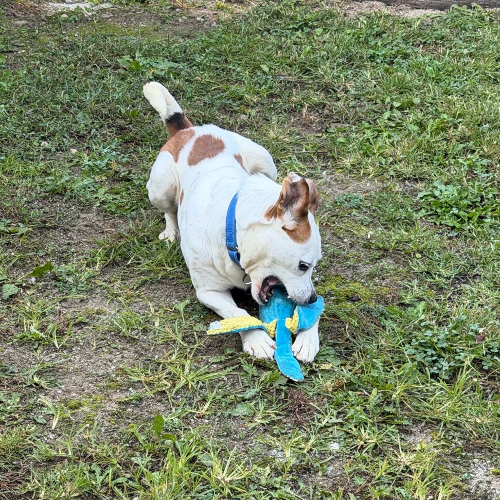 Hector, photo 14