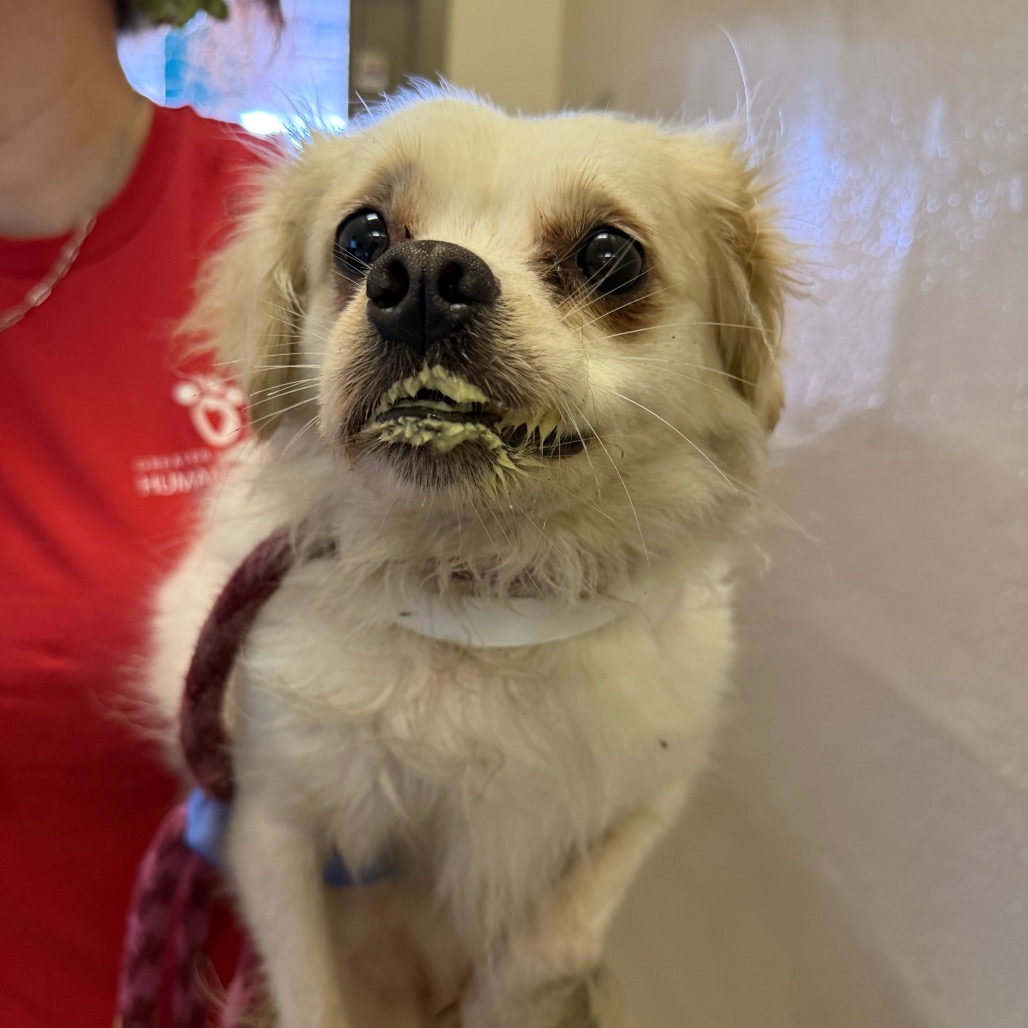 Pekingese