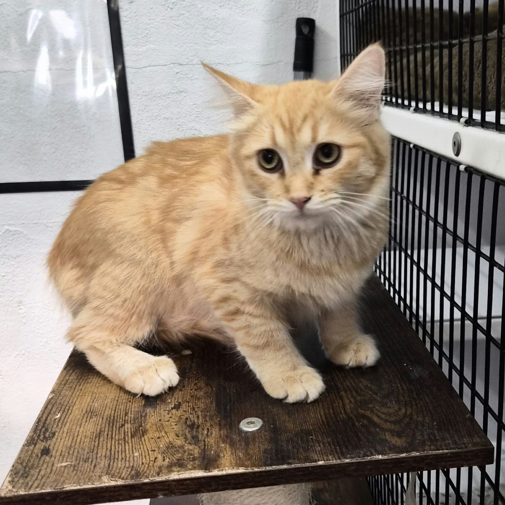 PUMPKIN - Domestic Shorthair available for adoption