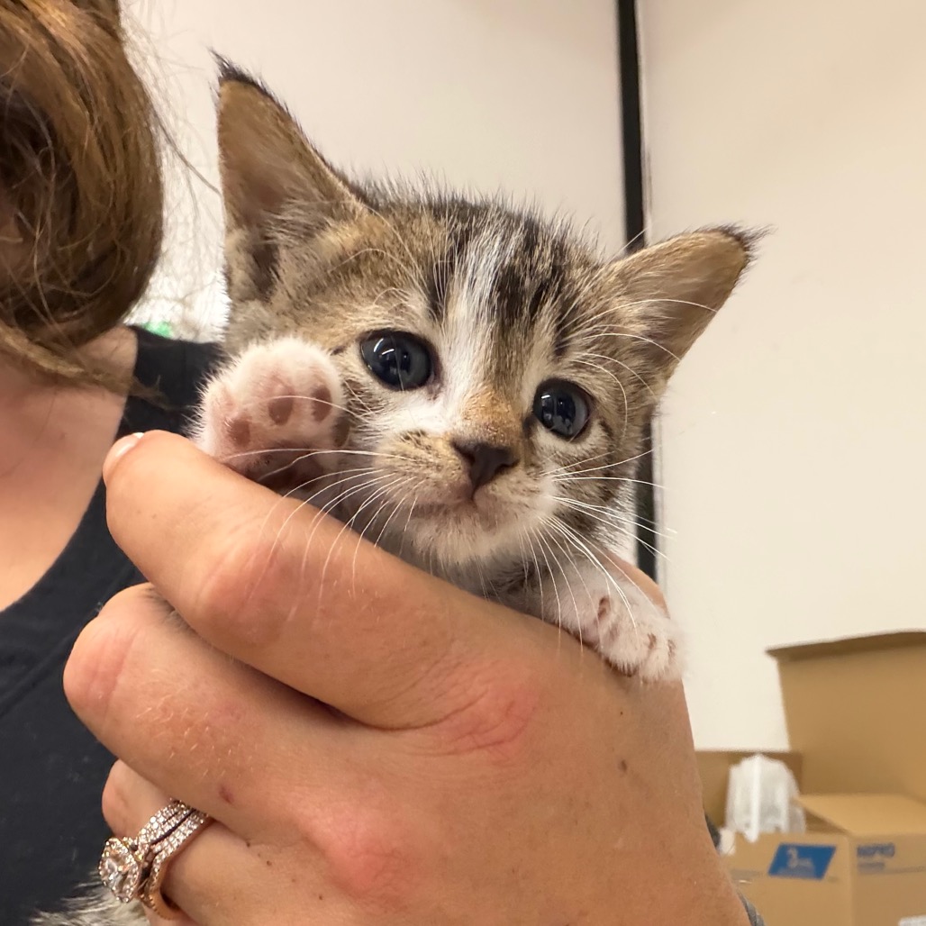 Daisy, an adoptable cat at SPCA-BC