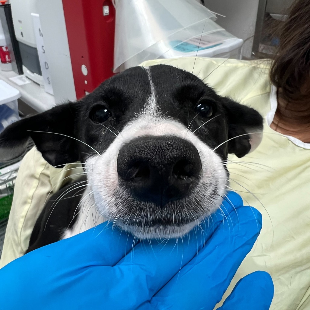 Nova , available for adoption at PVAS