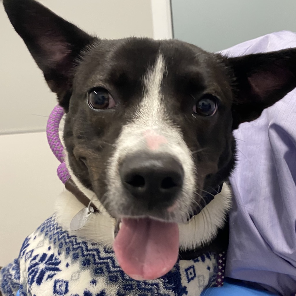 Porkchop — thumbnail 2