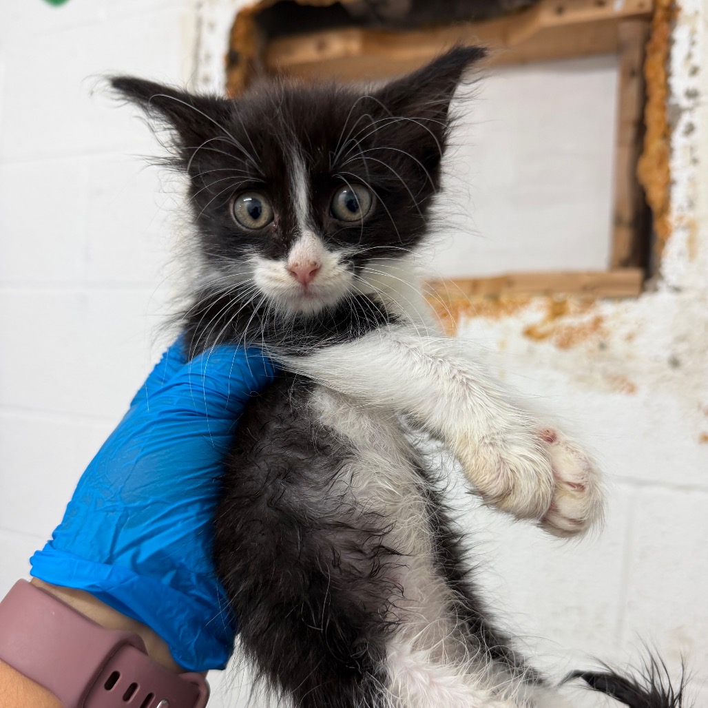 GUMMY BEAR - Domestic Shorthair available for adoption