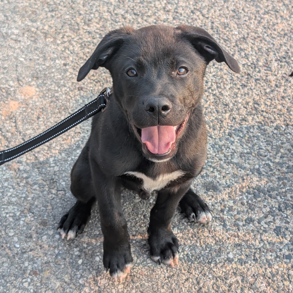 How Long Can You Foster a Dog: Essential Timeline Insights