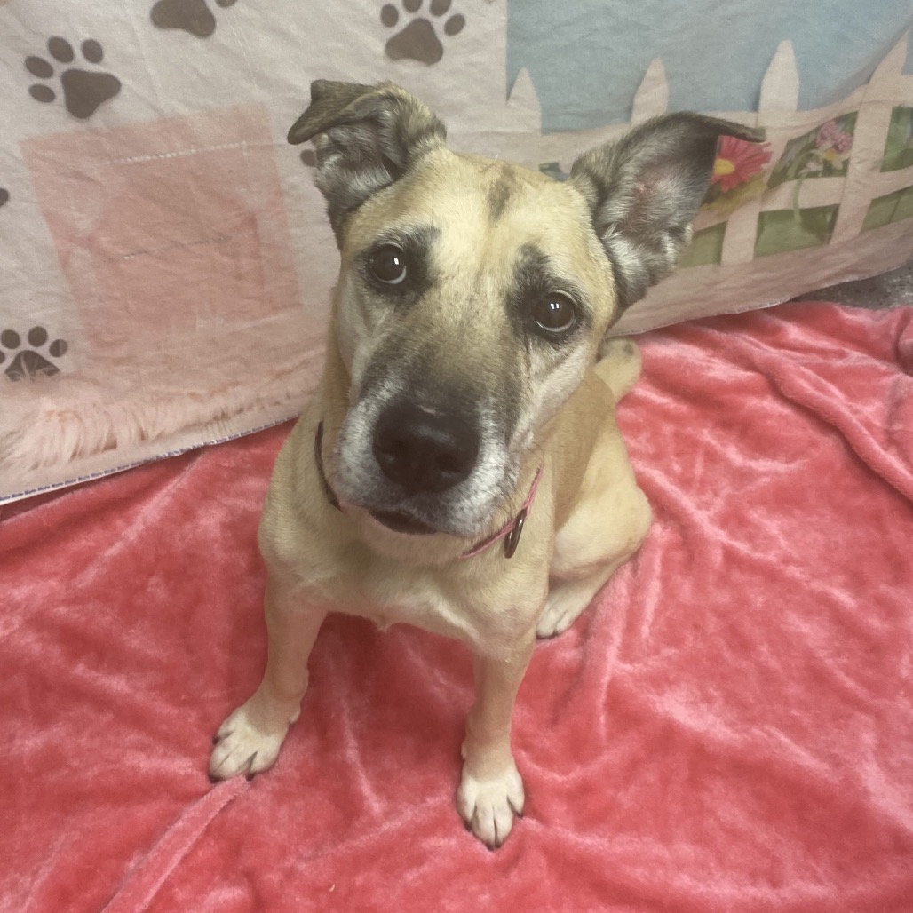 NALA - Retriever, Labrador / Mix for adoption in Henderson