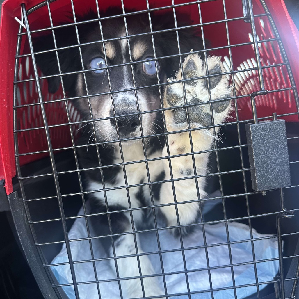 Mort, a Shepherd, Australian / Husky