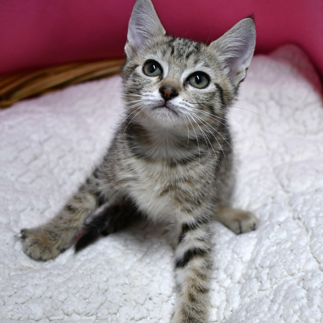 EGYPTIAN COTTON - Domestic Shorthair available for adoption
