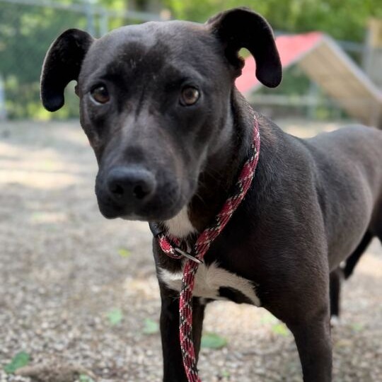 LOVE BUG - Terrier / American Pit Bull available for adoption