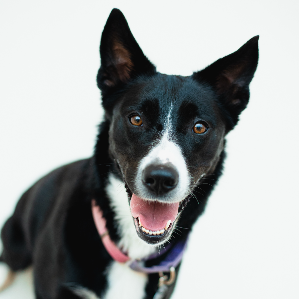 NOVA - Collie / Border for adoption in Warwick