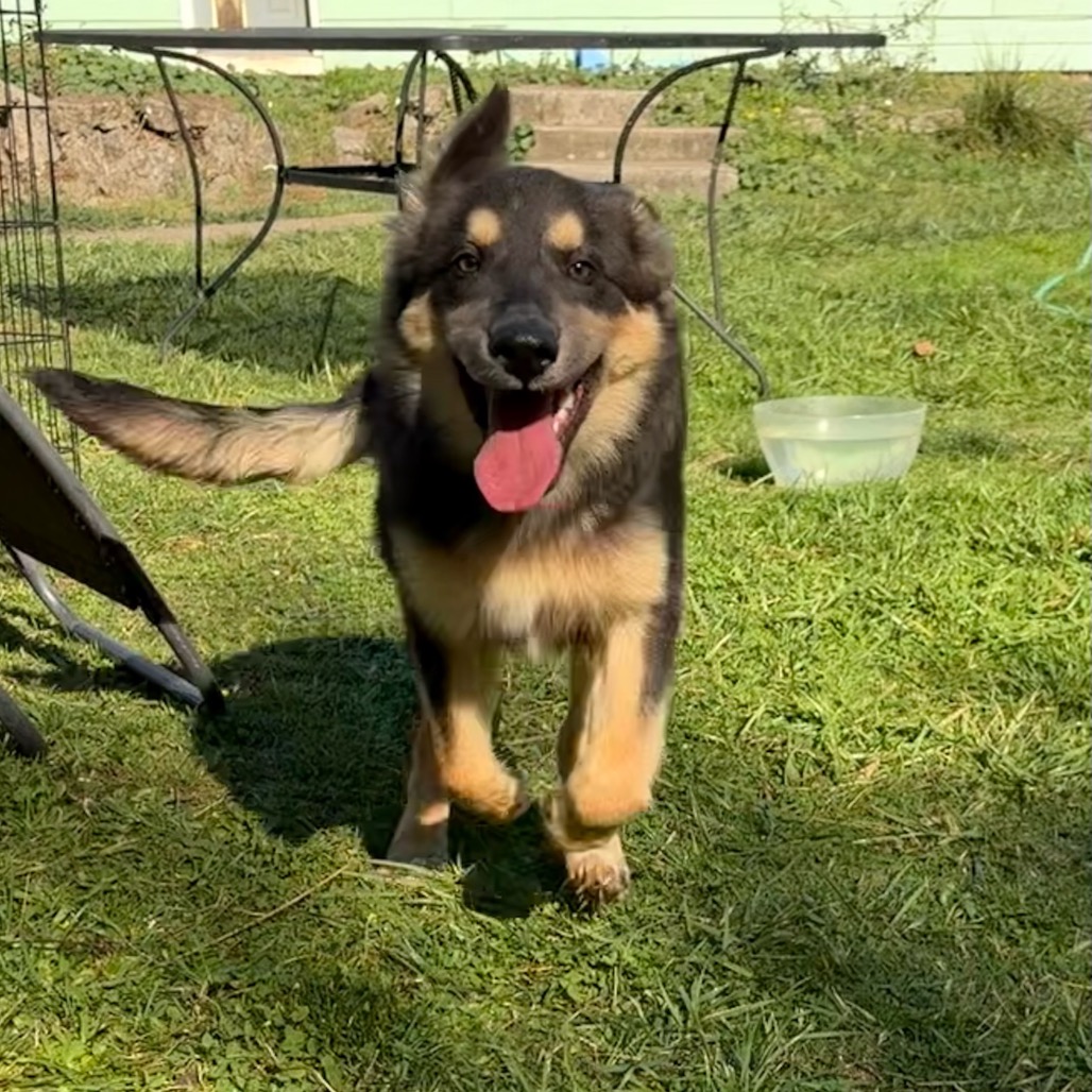 Baloo, photo 5