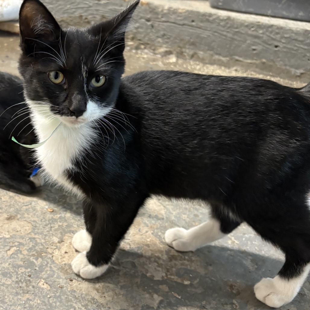 Jacob, an adoptable cat