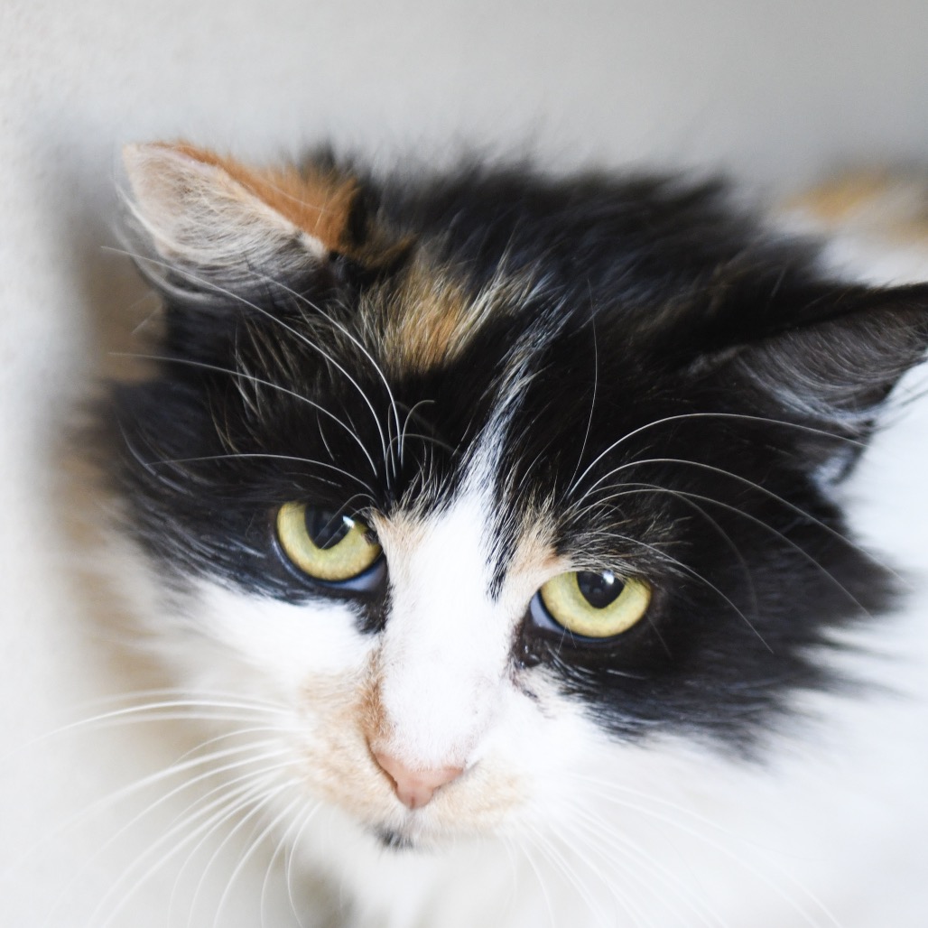 Thelma - Domestic Medium Hair