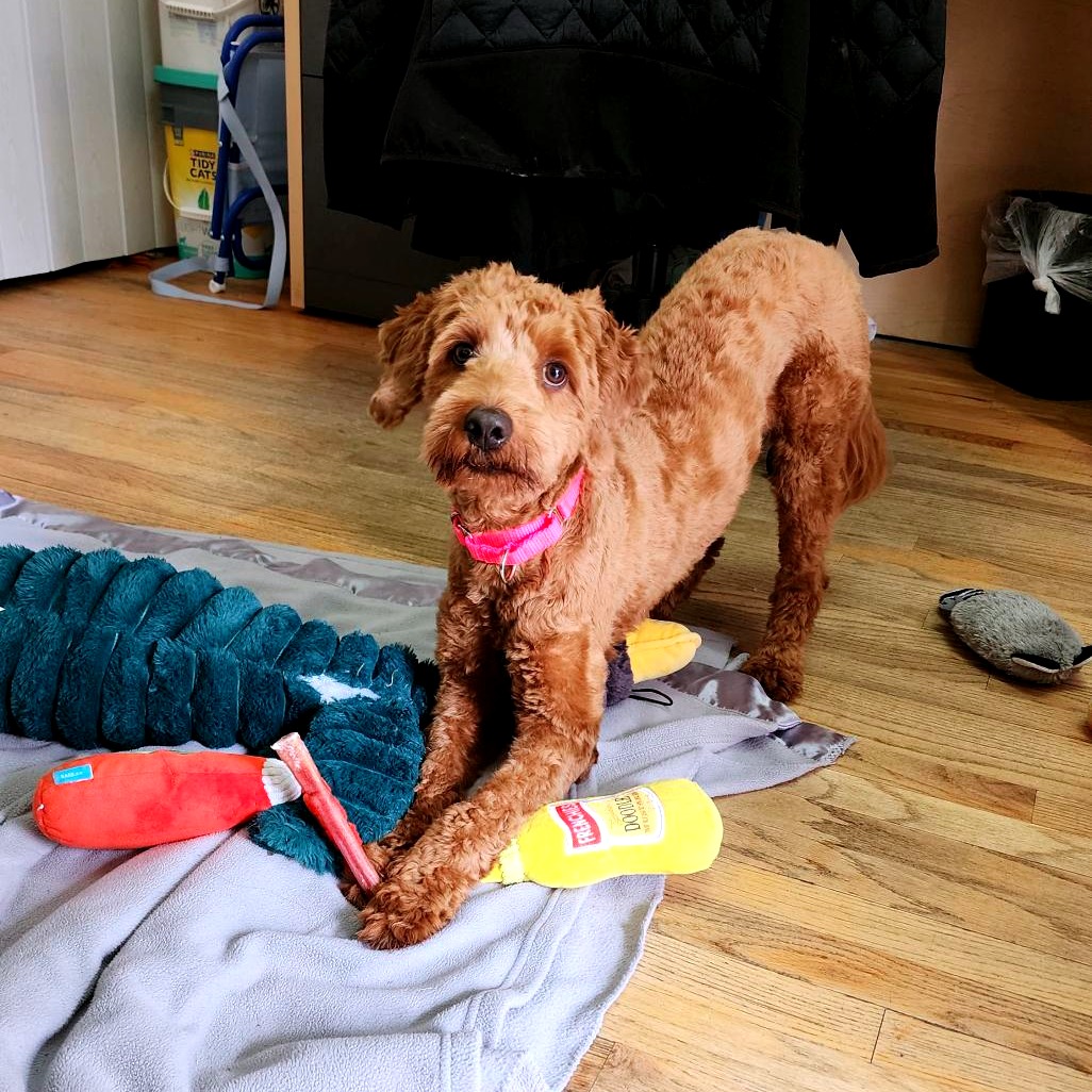 CHLOE - Poodle / Retriever, Golden available for adoption