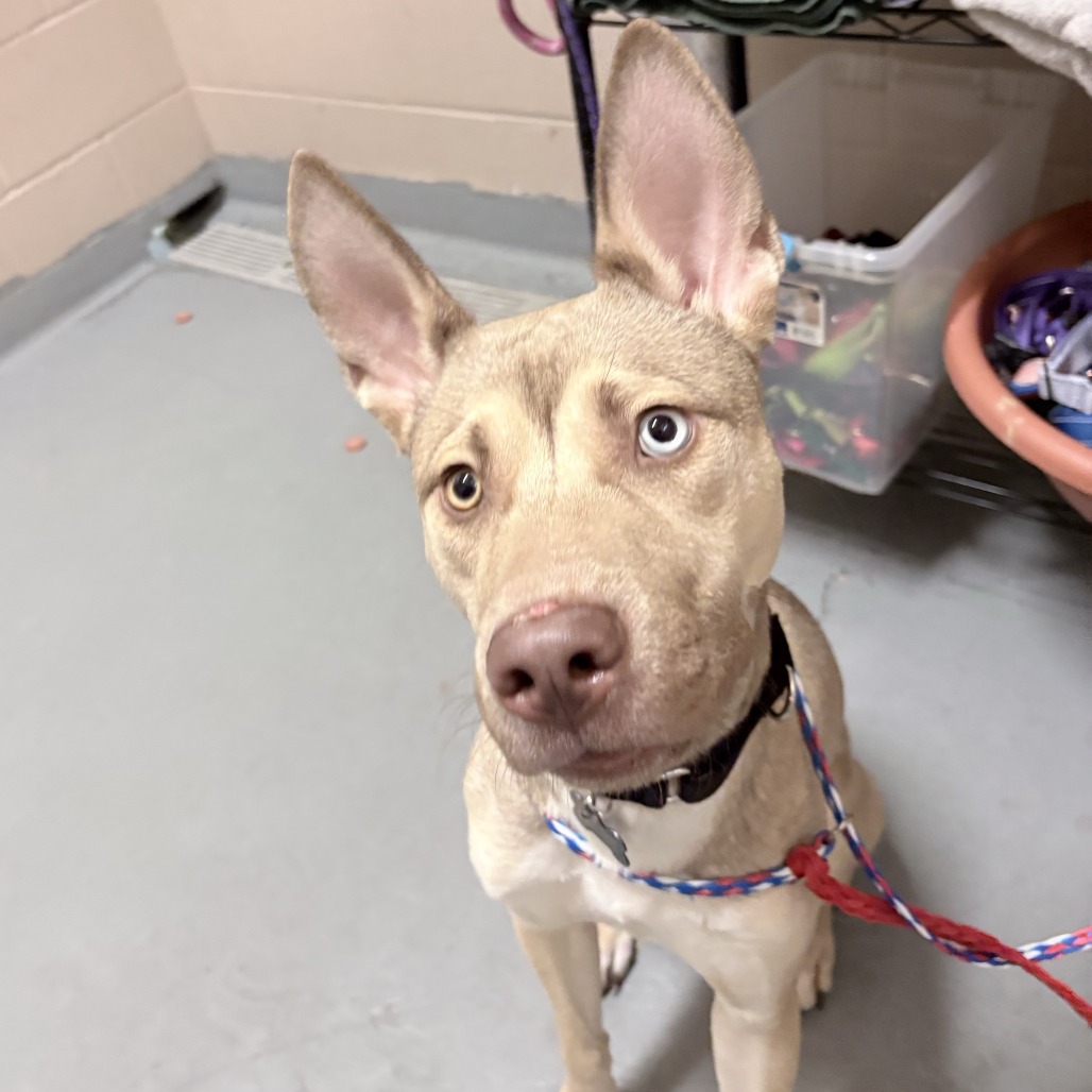 Binx - Siberian Husky for adoption in Washington