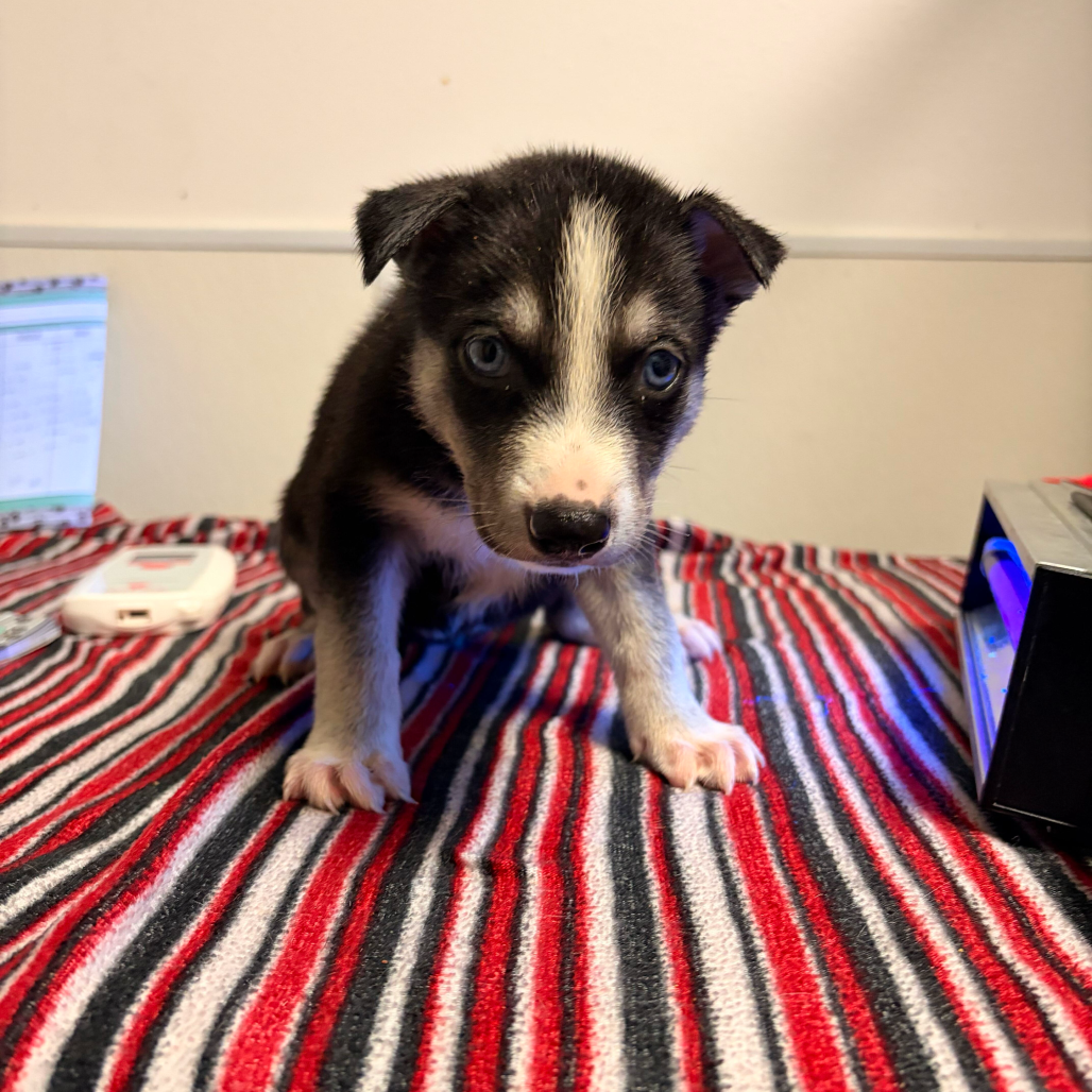 Photo of Cinnamon, available for adoption at PVAS