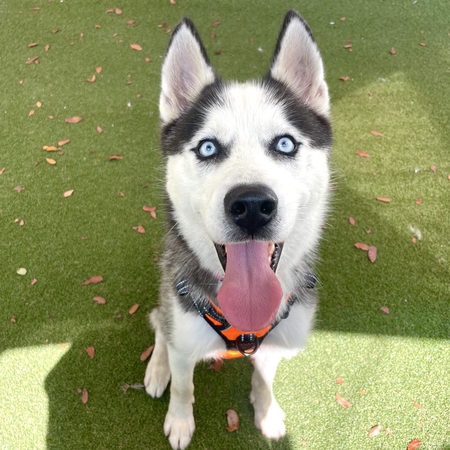 MAX - Husky available for adoption