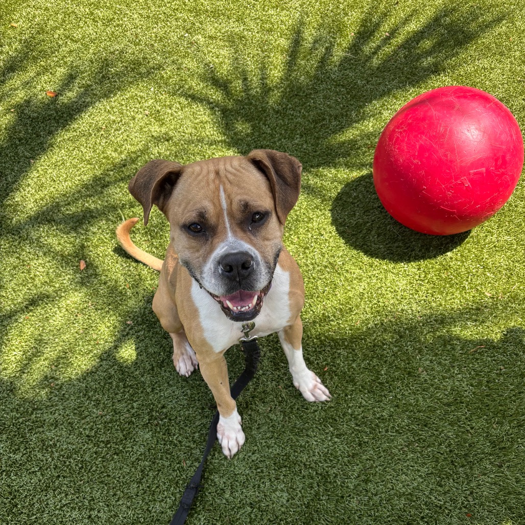 Winnie 💎 is available for adoption at Humane Society of Sarasota County