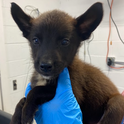 MAYBEE - Terrier / Shepherd available for adoption