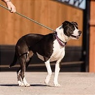 Electra, photo 10