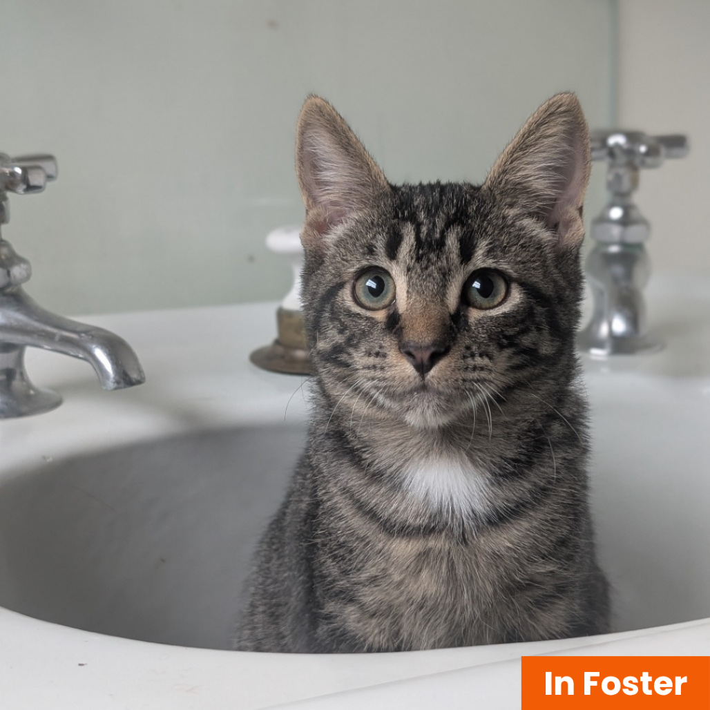 ABBA ZABBA - Domestic Shorthair available for adoption