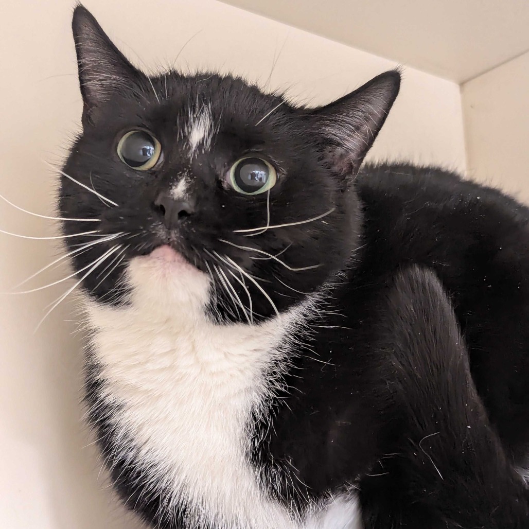 Mini Muffin — thumbnail 3