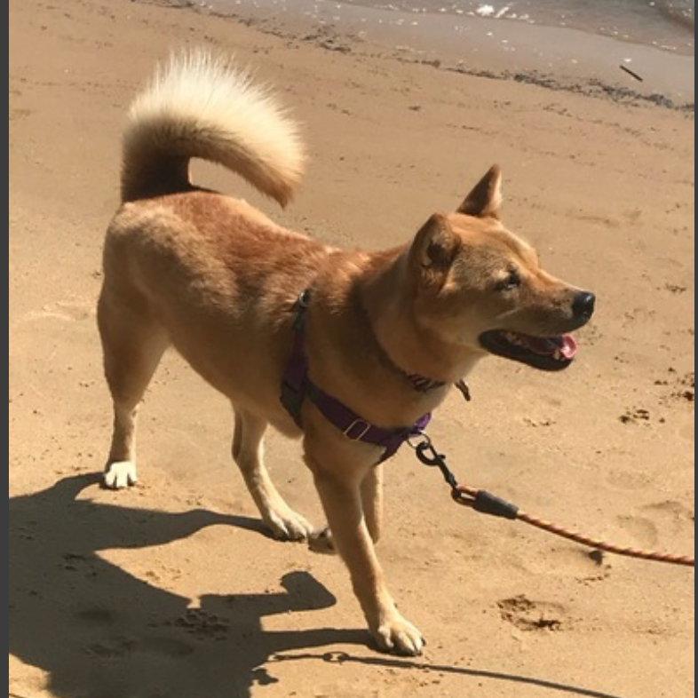 Moxie — thumbnail 4