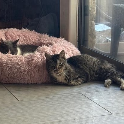 Bacon Bit — thumbnail 11