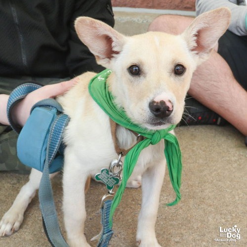 SHAYLA - Cattle Dog, Australian (Red Heeler) / Shepherd available for adoption