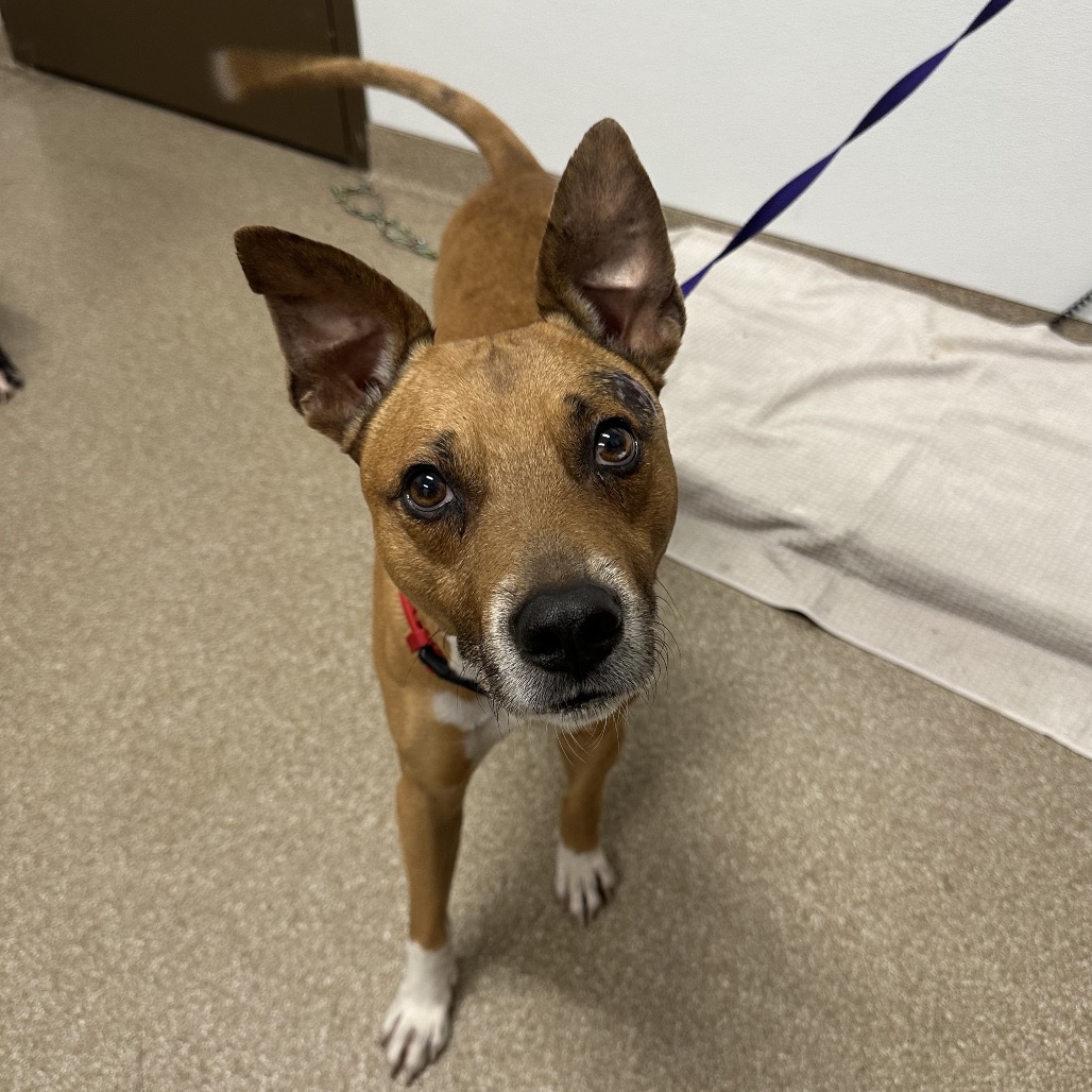 HUGS - Mixed Breed (Large) / Mixed Breed (Large) available for adoption