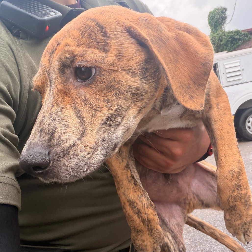 GIN - Shepherd / Mix available for adoption