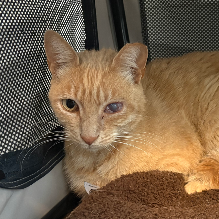SpongeBob - Domestic Shorthair