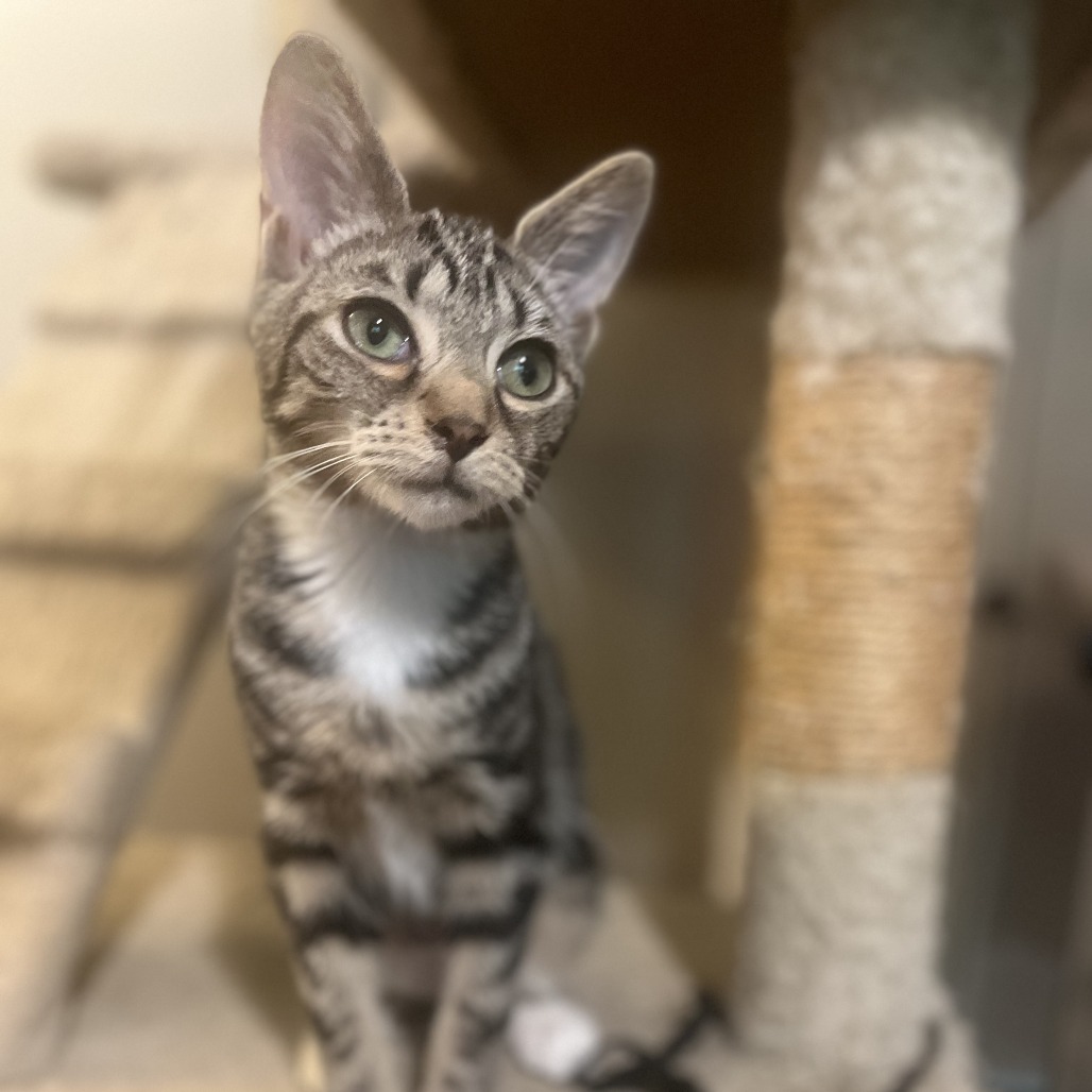 Peaches — thumbnail 3