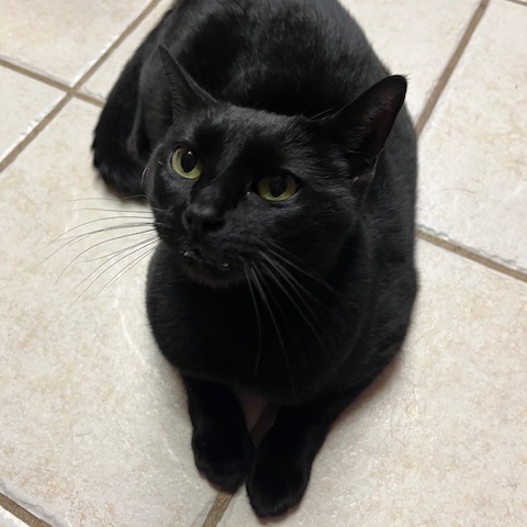 Perry, photo 3