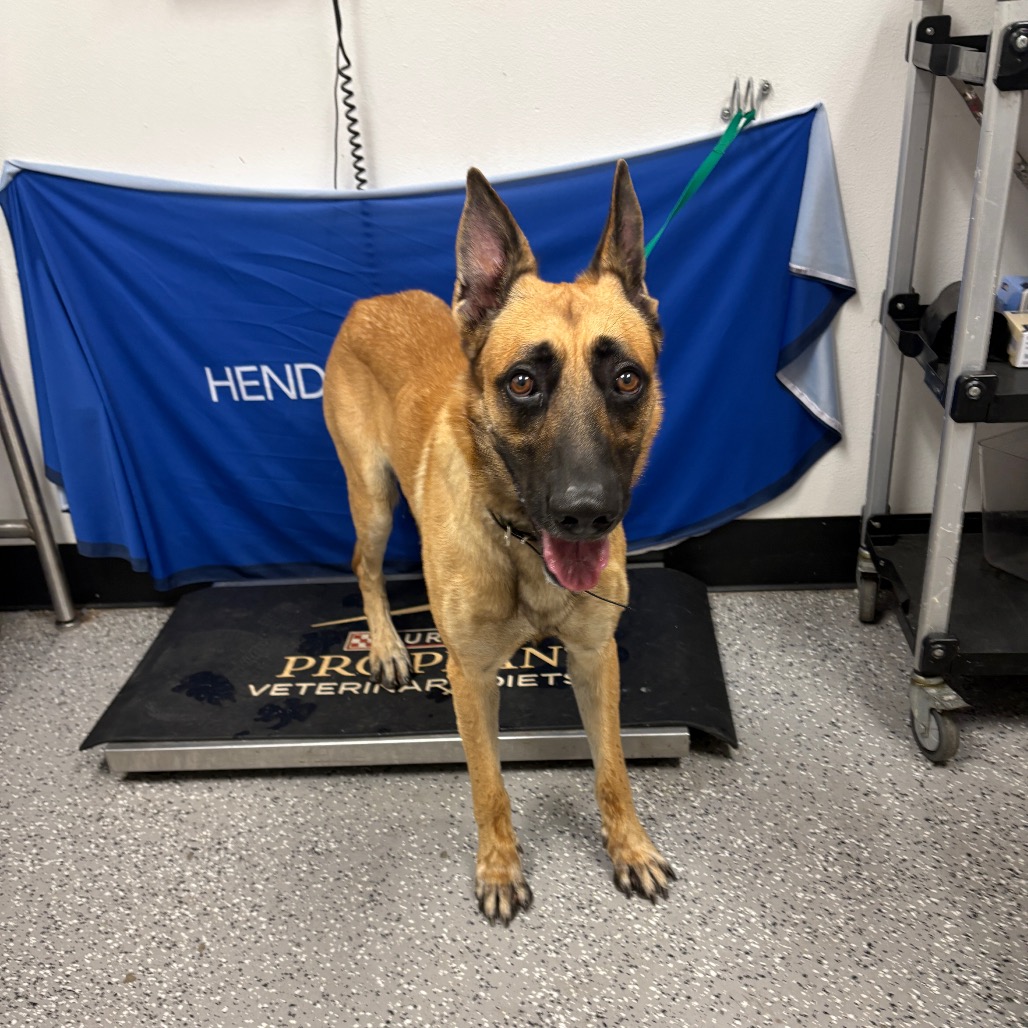 CRUZ - Malinois / Belgian available for adoption