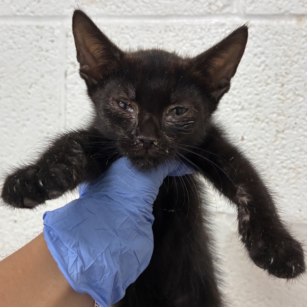 JONAS - Domestic Shorthair / Domestic Shorthair available for adoption