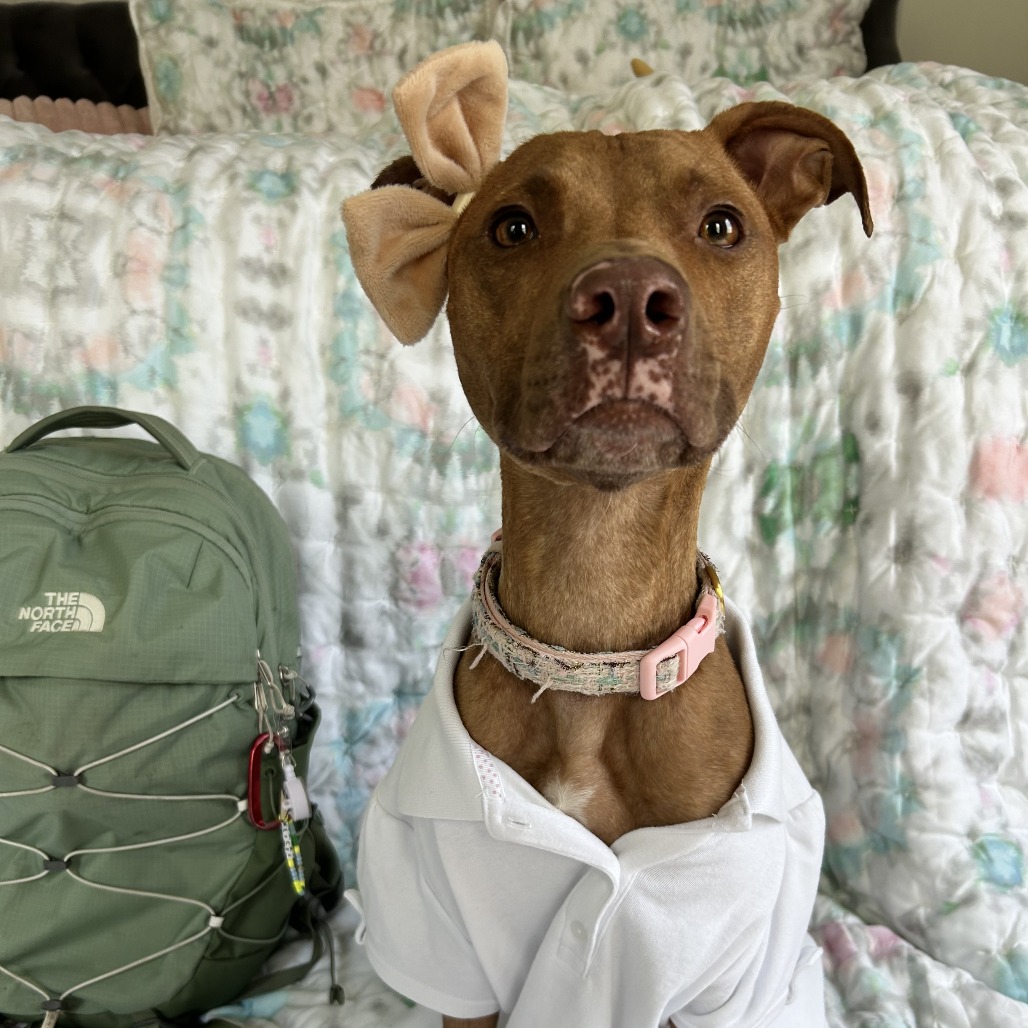 COCOA - Terrier / American Pit Bull available for adoption