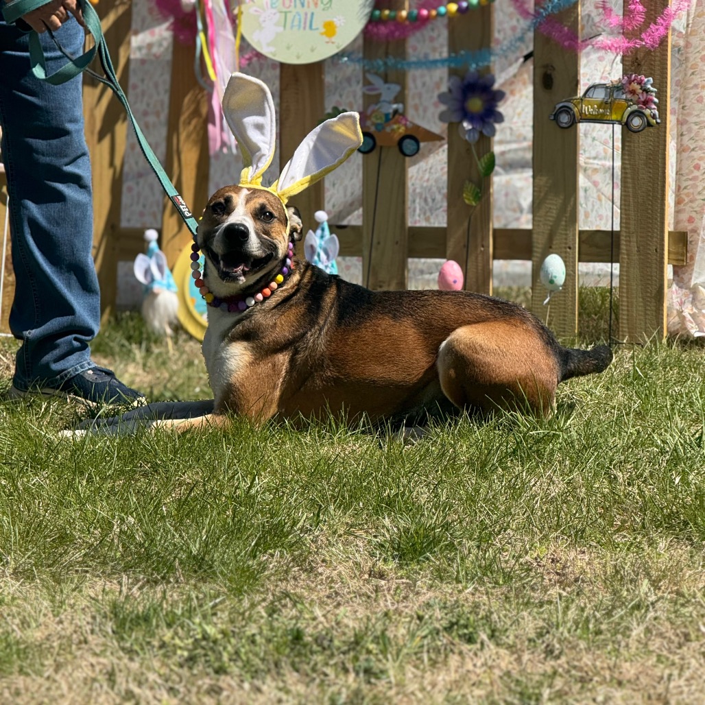 Rhett, photo 22