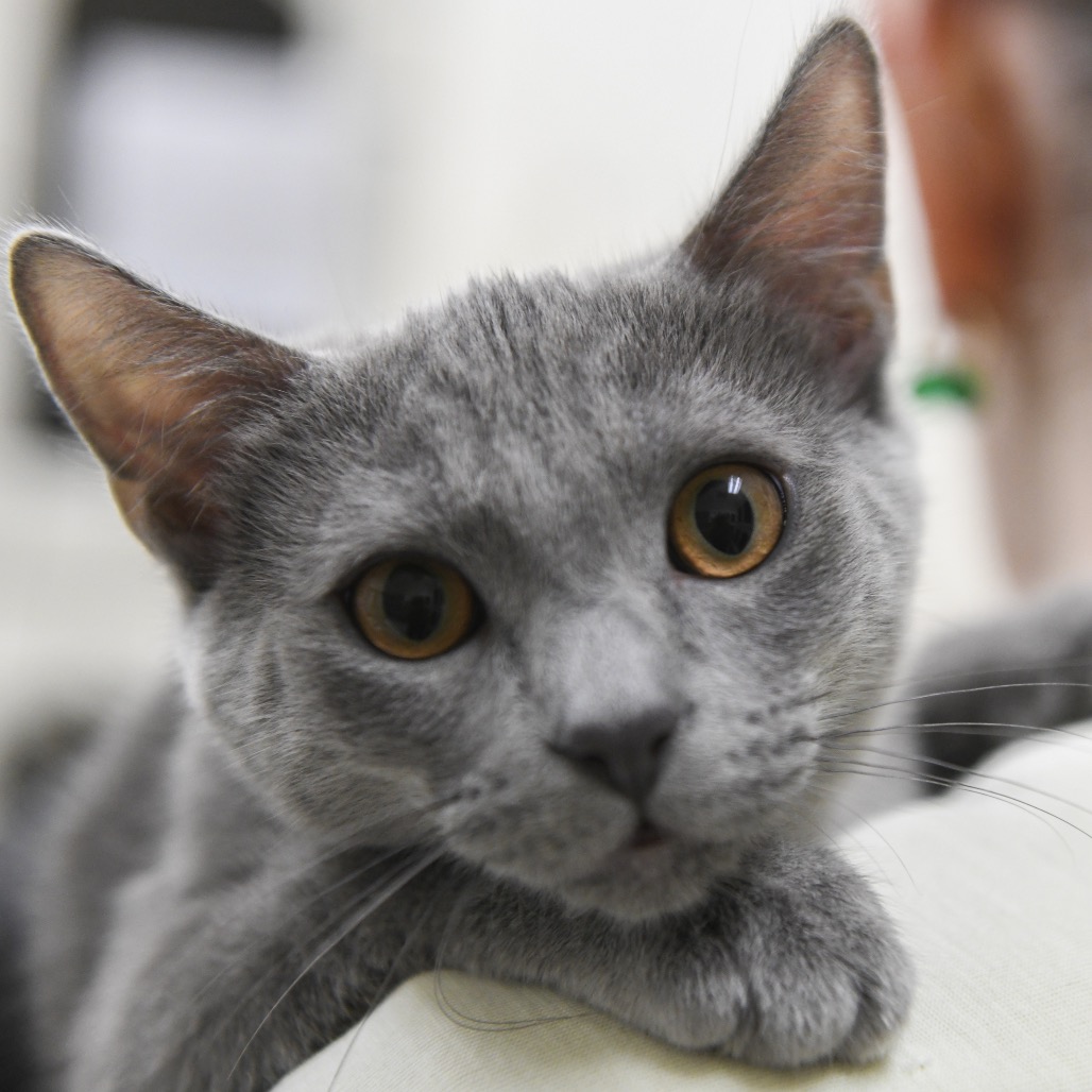 Cherry Pie - Domestic Shorthair