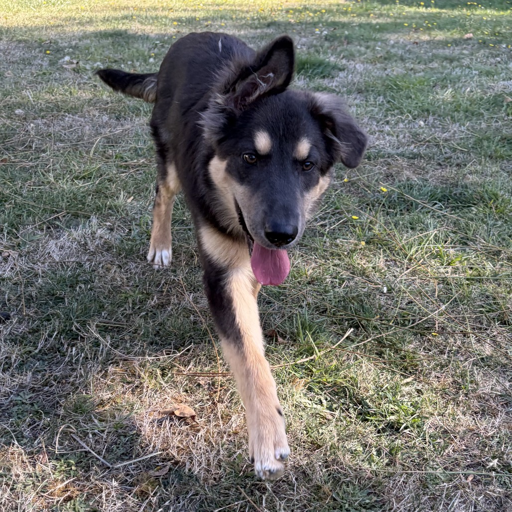 Baloo, photo 2