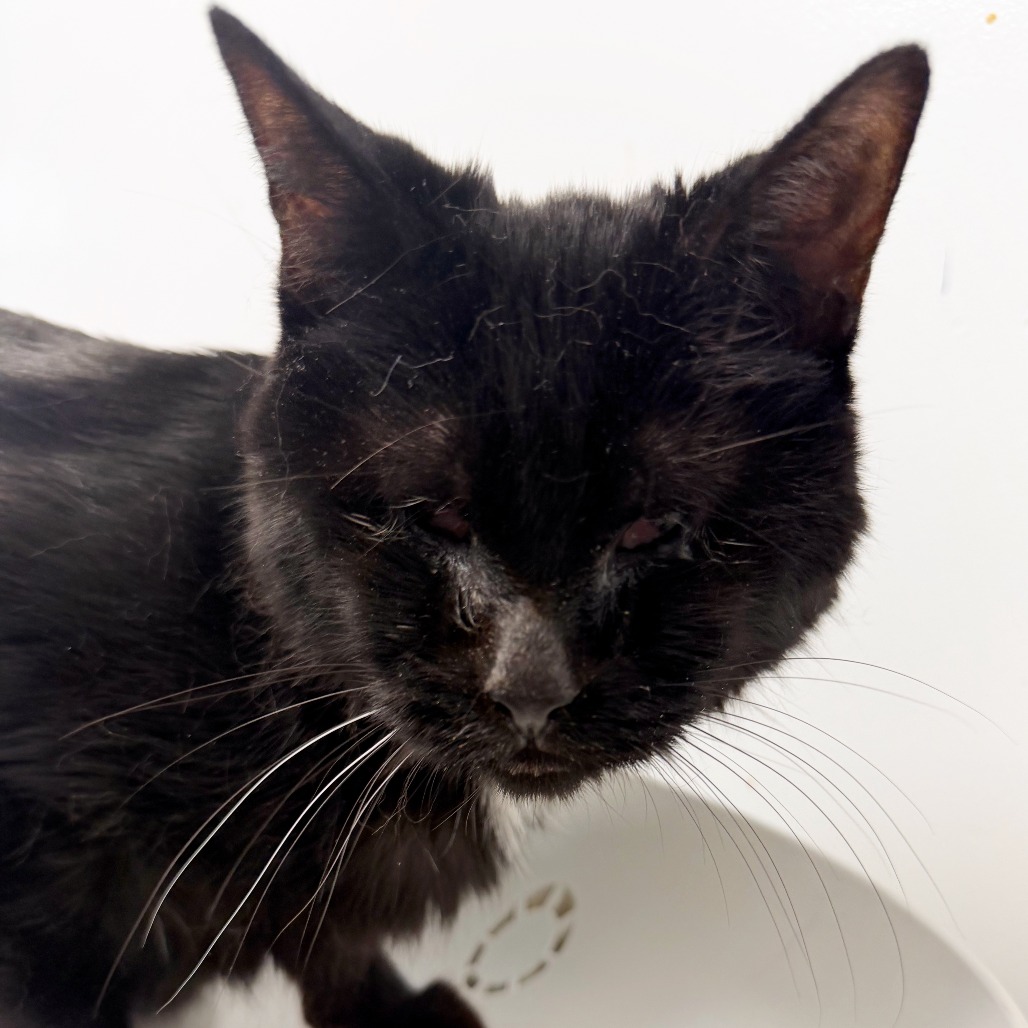 HANA - Domestic Shorthair available for adoption