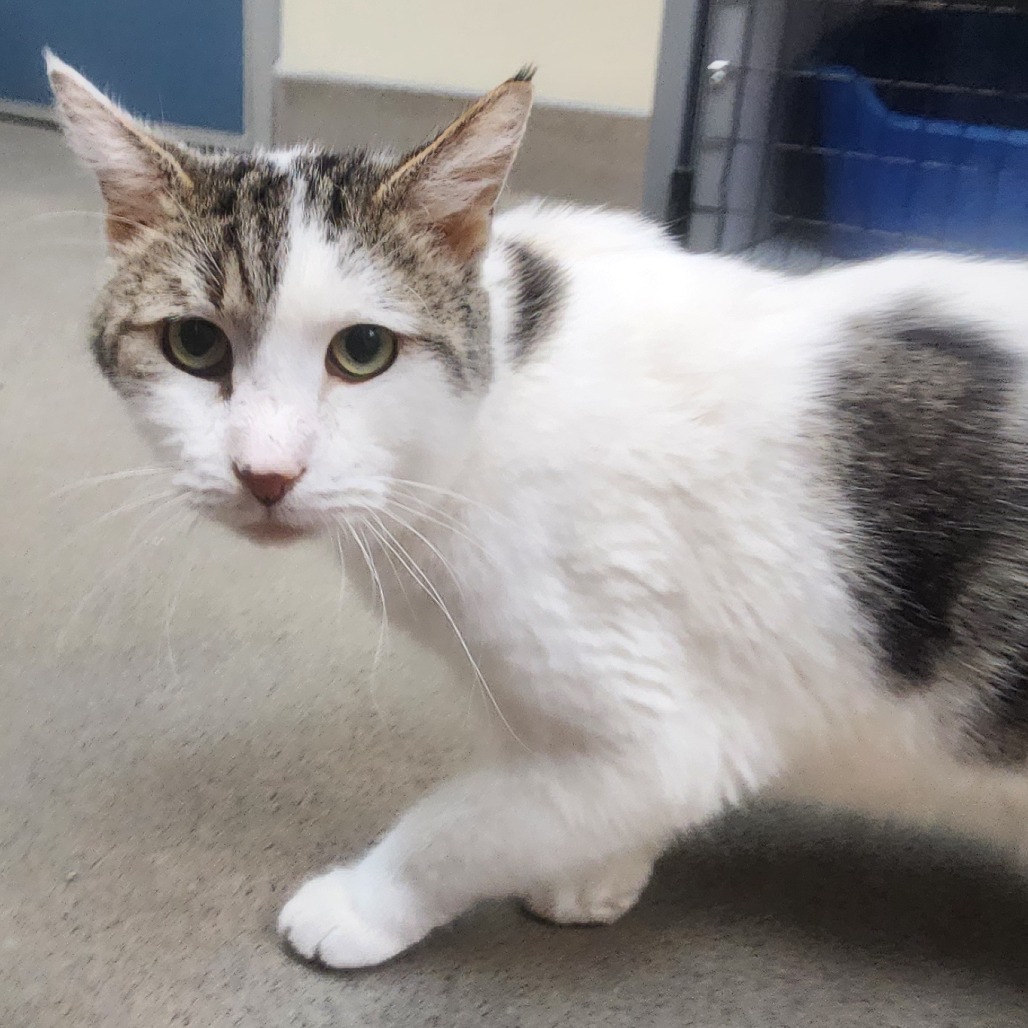 A#139b Jazz's preview photo