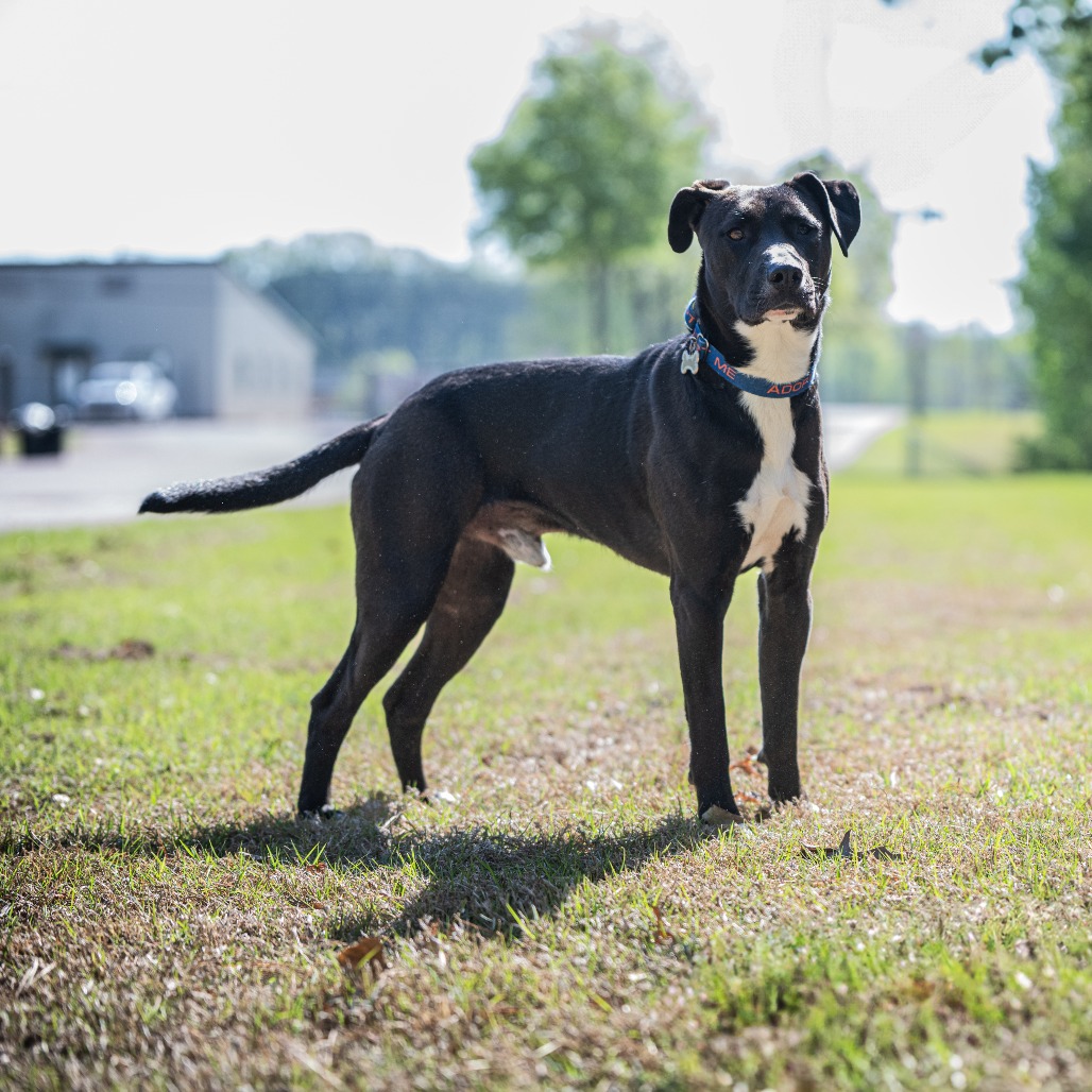 Rambo, photo 18