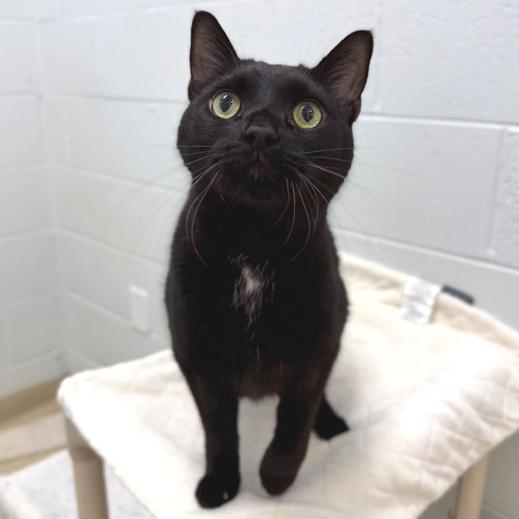 SNEAK - Domestic Shorthair available for adoption