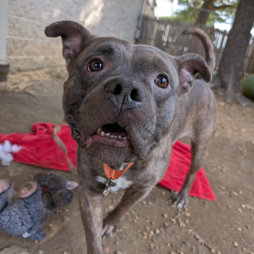 Boomer, photo 9