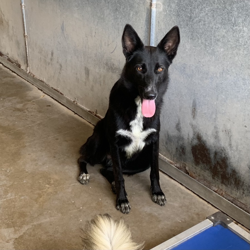 Starry, available for adoption at PVAS