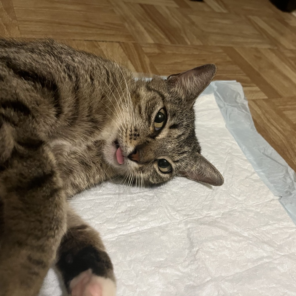 FAWN - Domestic Shorthair available for adoption