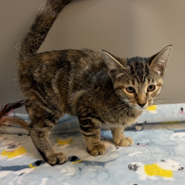 TOAST - Domestic Shorthair available for adoption