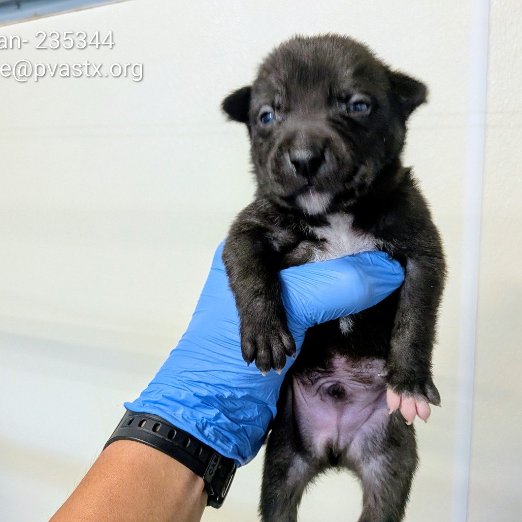 RYAN - Shepherd available for adoption